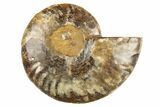 Cut & Polished Ammonite Fossil (Half) - Crystal Pockets #310688-1